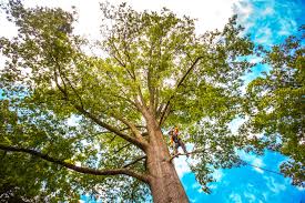 Seasonal Cleanup (Spring/Fall) in White Sulphur Springs, WV