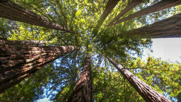 How Our Tree Care Process Works  in  White Sulphur Springs, WV